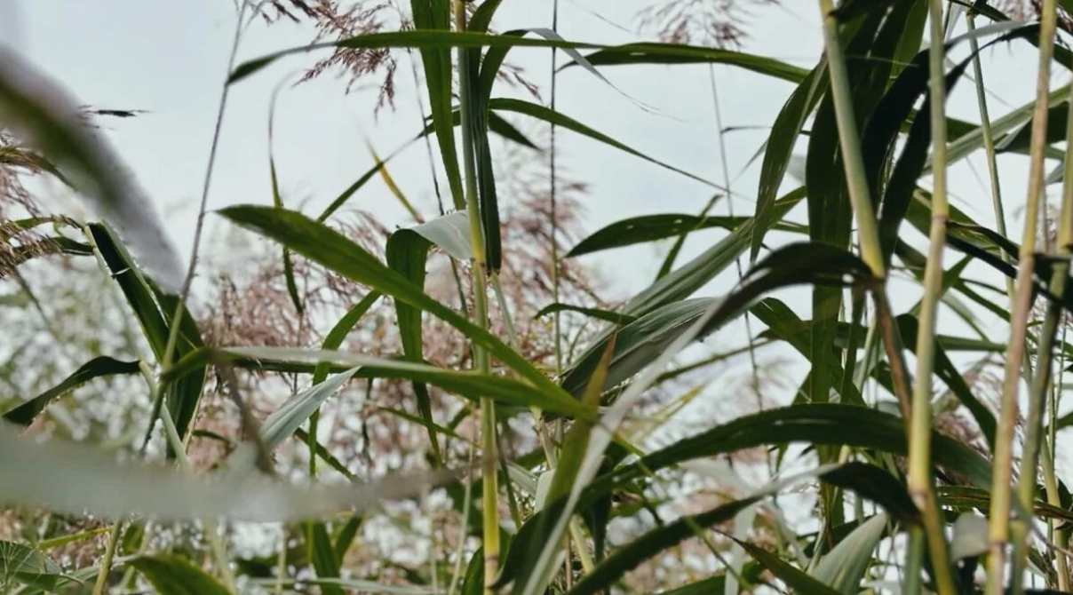 Common reed growing naturally in a wetland