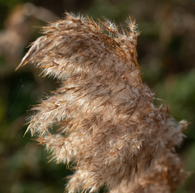 Close-up of a mature common reed seed head
