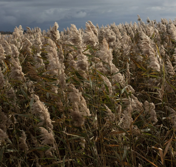 A mature field of common reed ready for responsible harvesting